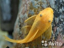 "Ancitrus" balığı