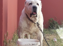 Cütləşdirmək üçün Alabay