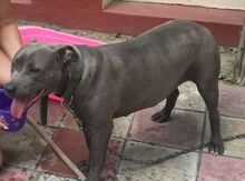 Pitbul