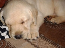 Labrador