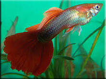 Quppi