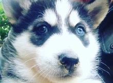 Haski