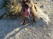 Pitbul