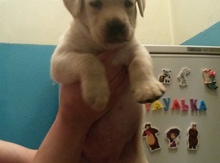 Labrador iti