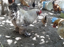 Brama beçəsi