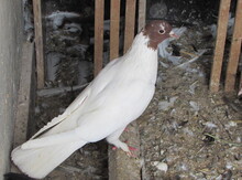 Göyərçin