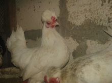 Yaponka cücəsi