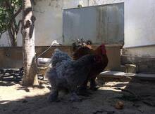 Brama