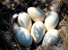 "Holmogor" qazı yumurtası