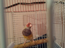 Amadin