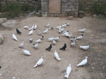 Göyərçinlər