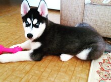 Haski