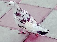 Göyərçin