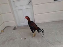 Heyratı