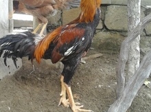 Heyratı