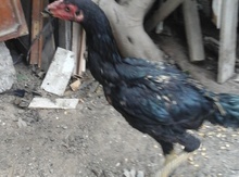Heyrati beçə