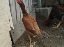 Heyrati fərə