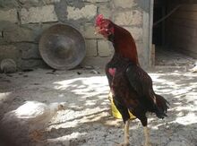Heyrati beçə