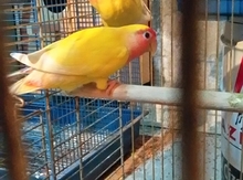 Tutuquşular