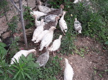 Hind quşları