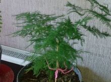 "Asparagus" ev bitkisi