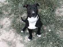 Pitbul