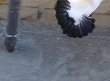 Göyərçinlər