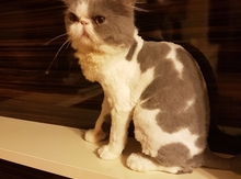 Pers pişiyi (cütləşdirmək üçün)