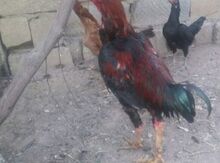 Heyrati fərə
