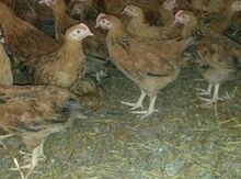 Kənd çolpaları