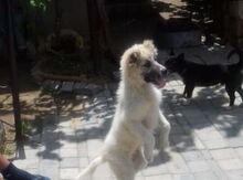 Çoban iti