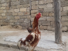 Heyratı cücələri