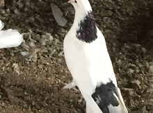 Göyərçinlər