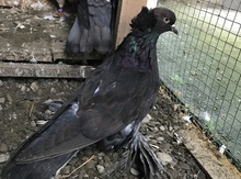 Göyərçin