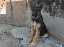 Alman ovçarkası