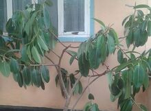 Фикус