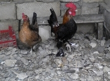 Yaponka toyuqlar