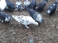Göyərçinlər