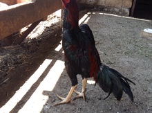 Heyrati beçə