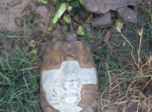 Tısbağa