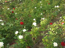 Qızıl güllər