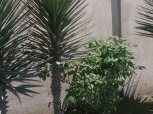 Palma