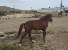 Atlar