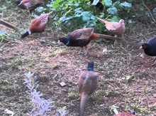 Qırqovul