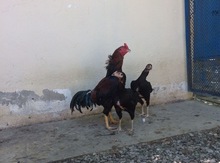 Heyratı