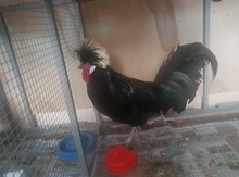 Rahibə xoruzu