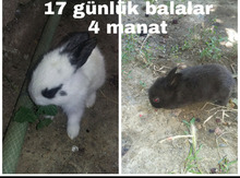 Dovşanlar