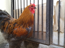 Brama xoruzu