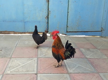 Yaponka quşları