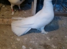 Göyərçin